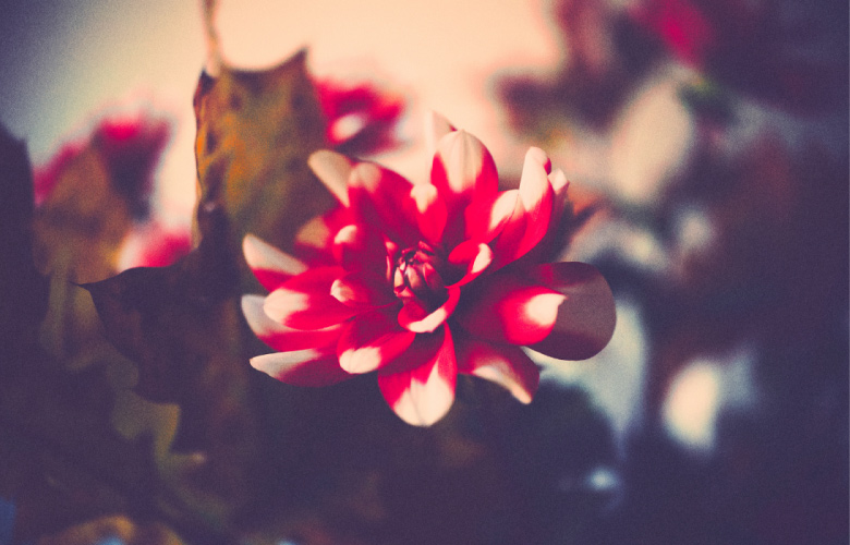 Betty&Blue Lotus 誕生月別に占う HAPPY ORACLE - December